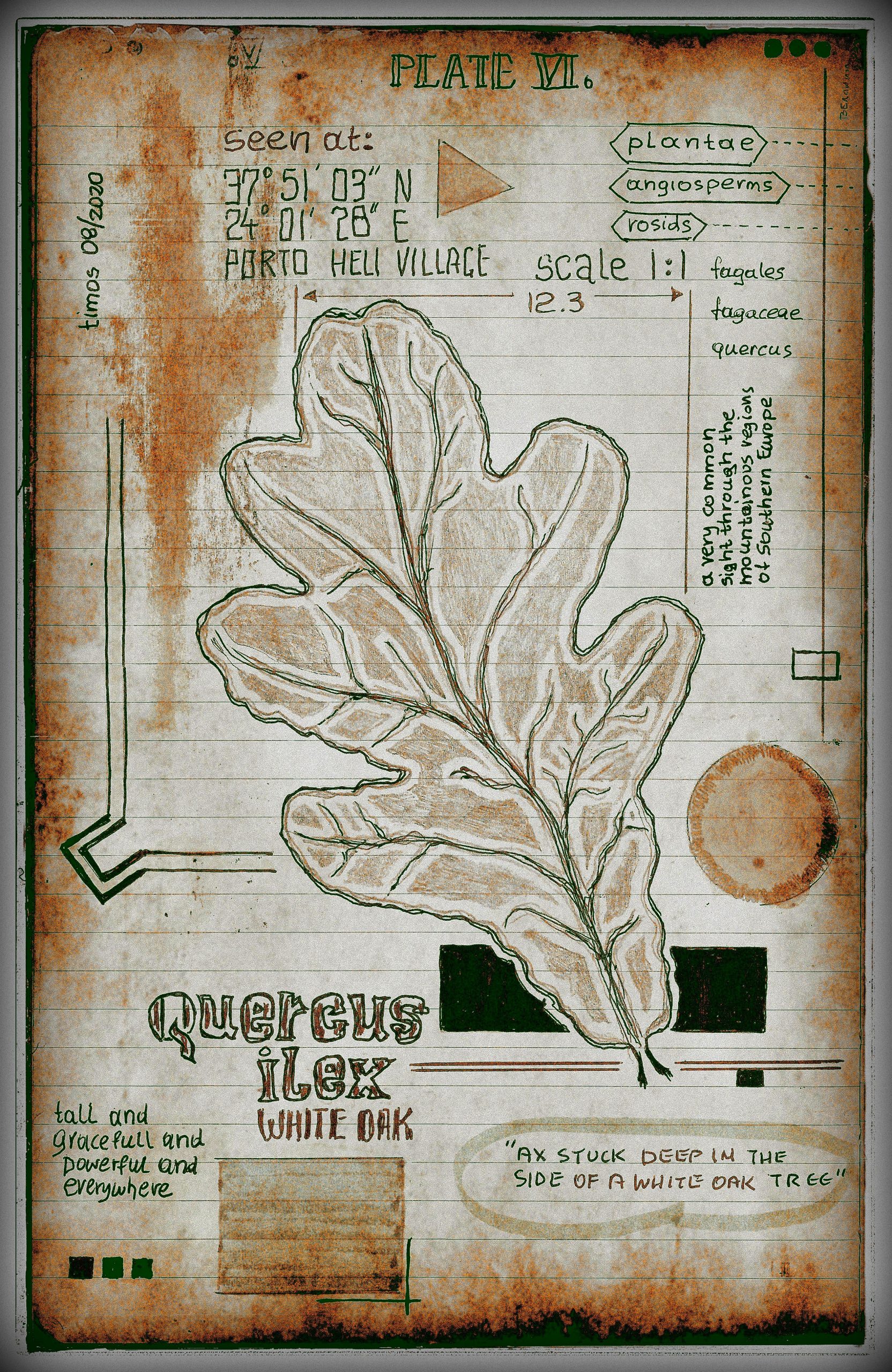 vitae verdantix planta / folio a.06