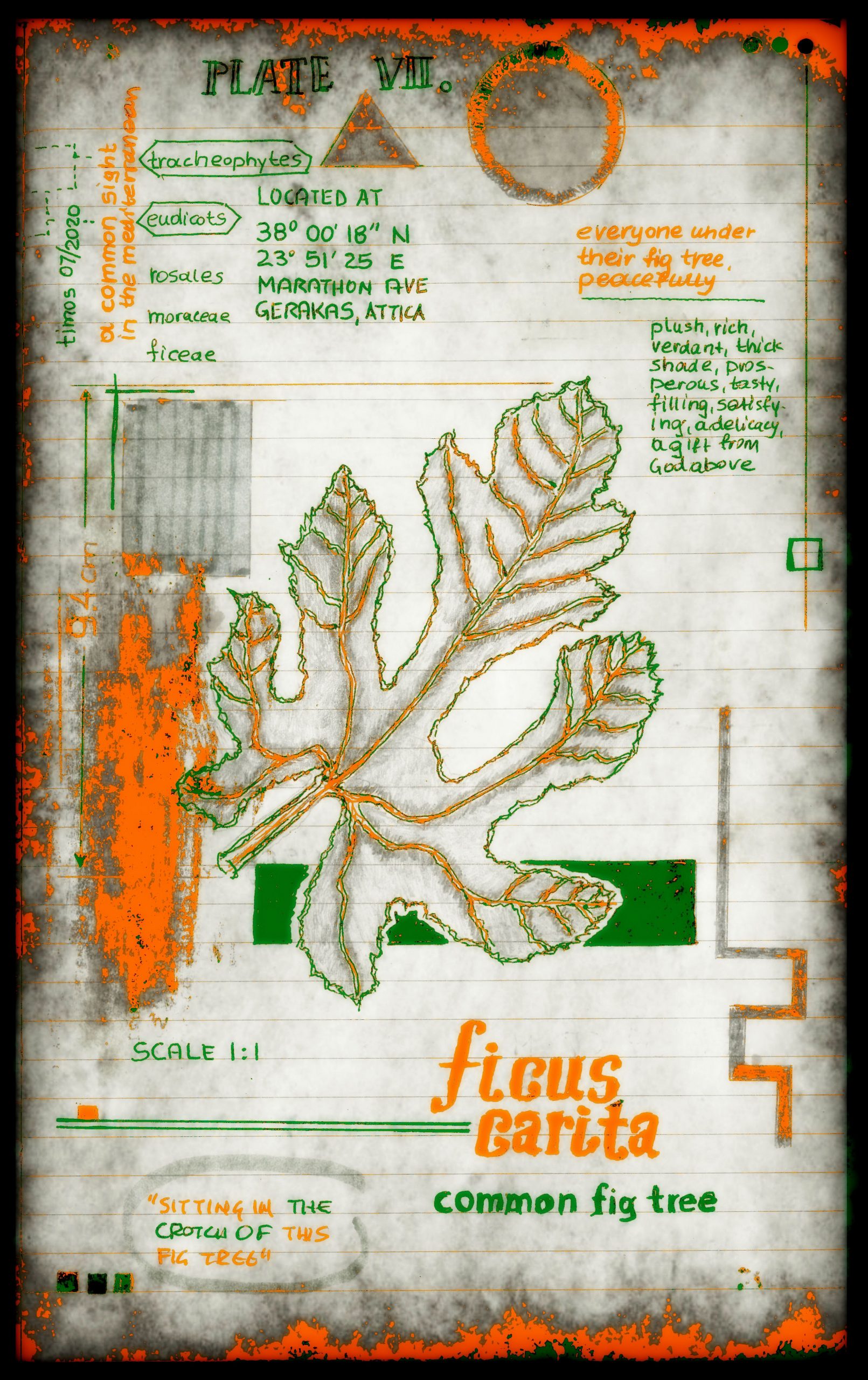 vitae verdantix planta / folio a.07