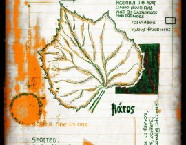 vitae verdantix planta / folio a.08
