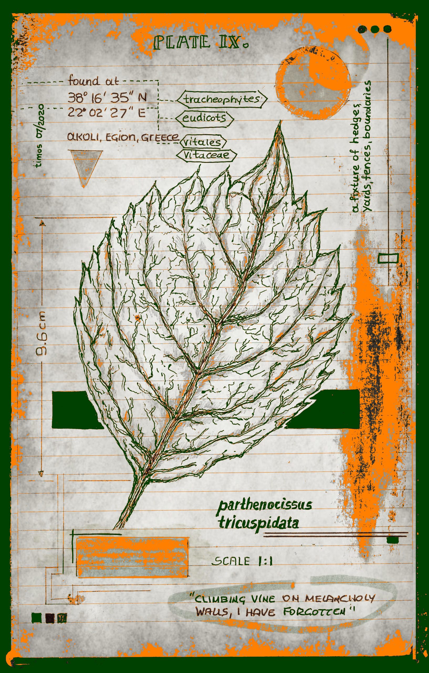 vitae verdantix planta / folio a.09