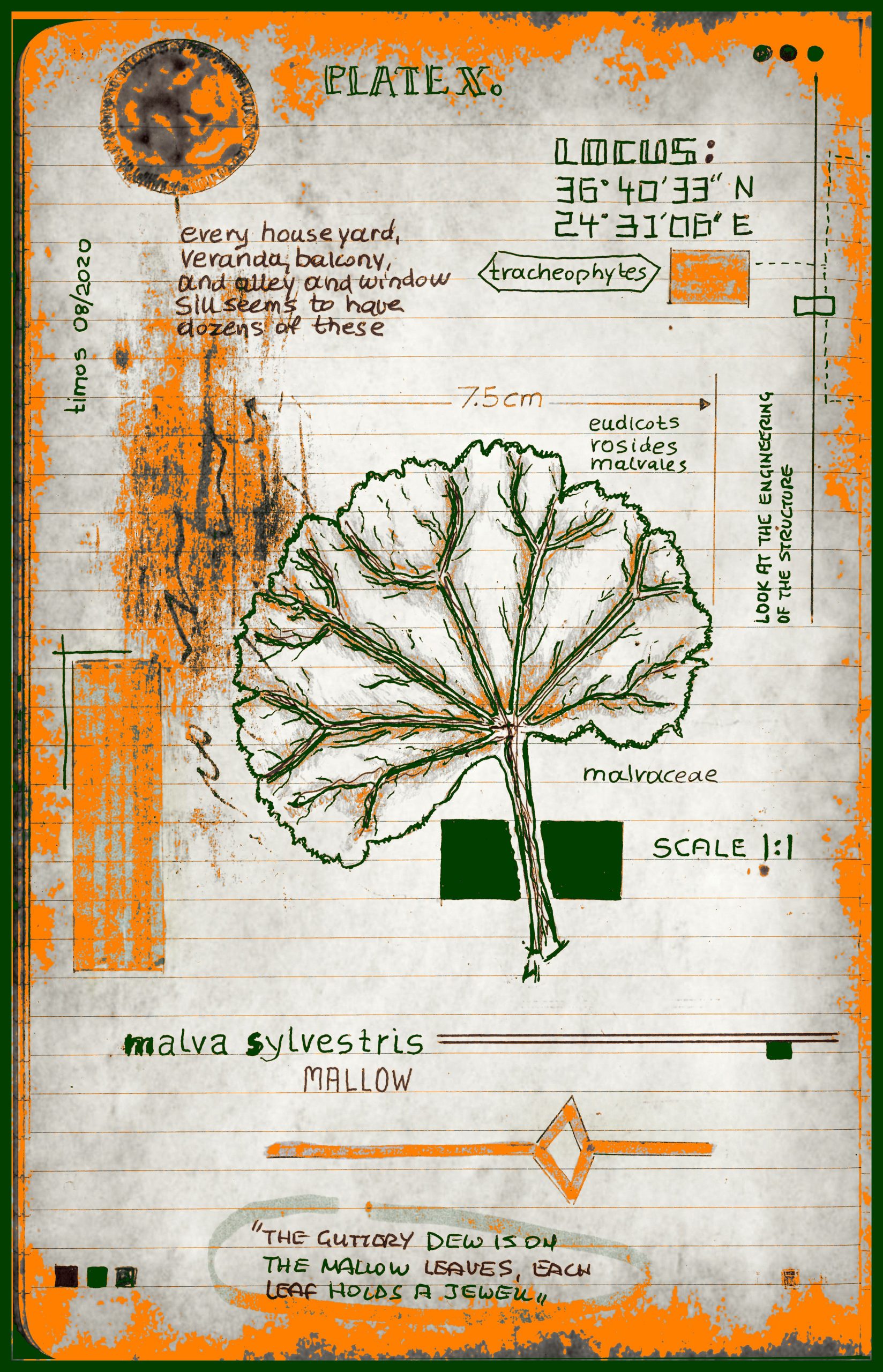 vitae verdantix planta / folio a.10