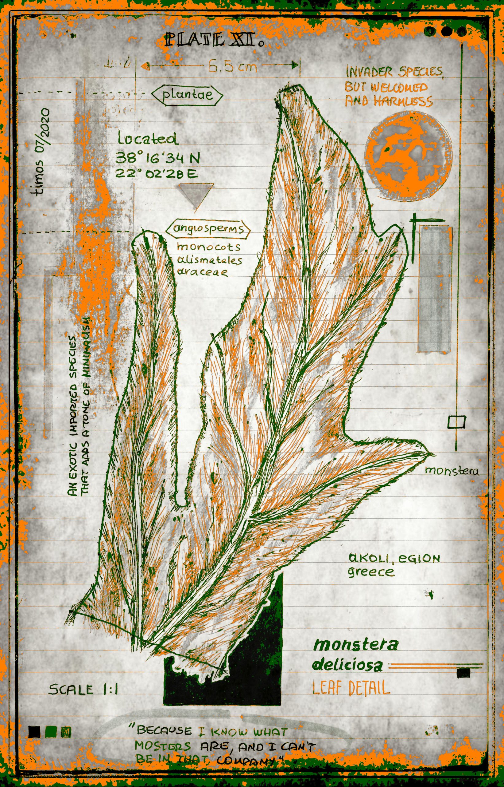 vitae verdantix planta / folio a.11