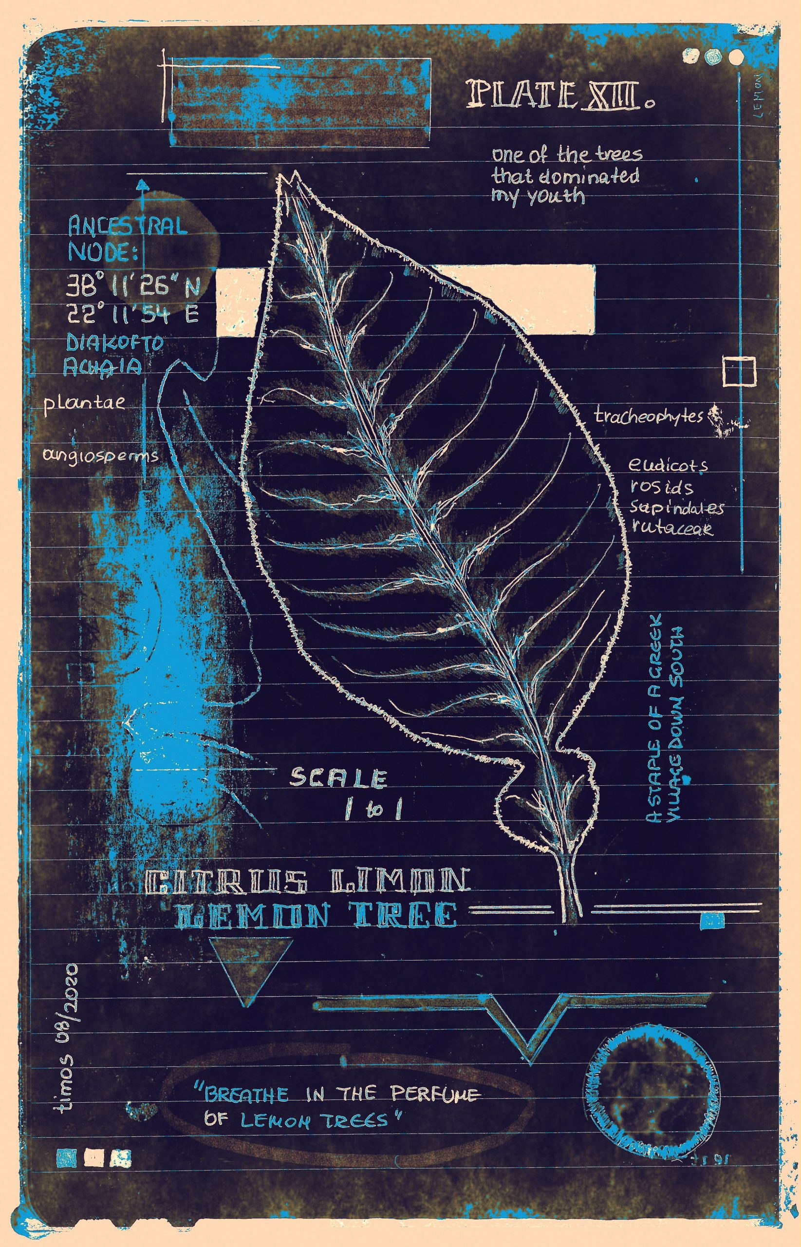 Infloriatus exuberantis / spcm xf.1.2