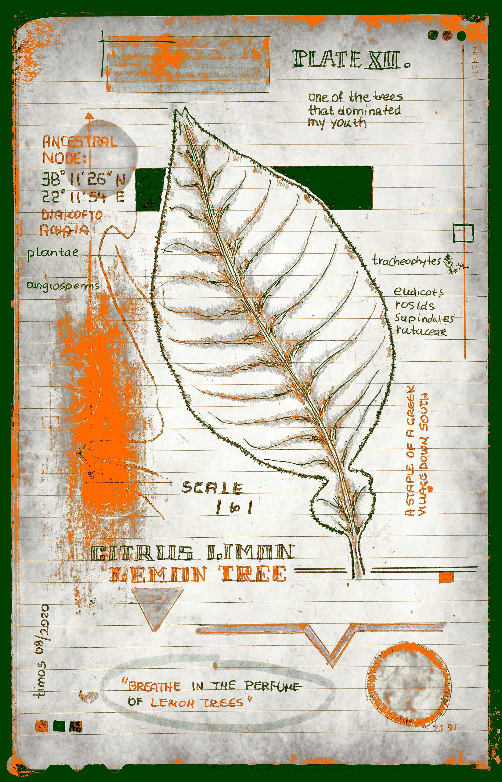 vitae verdantix planta / folio a.12