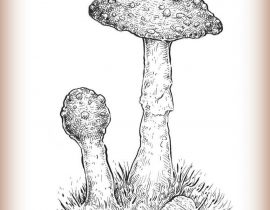 mushrooms galore
