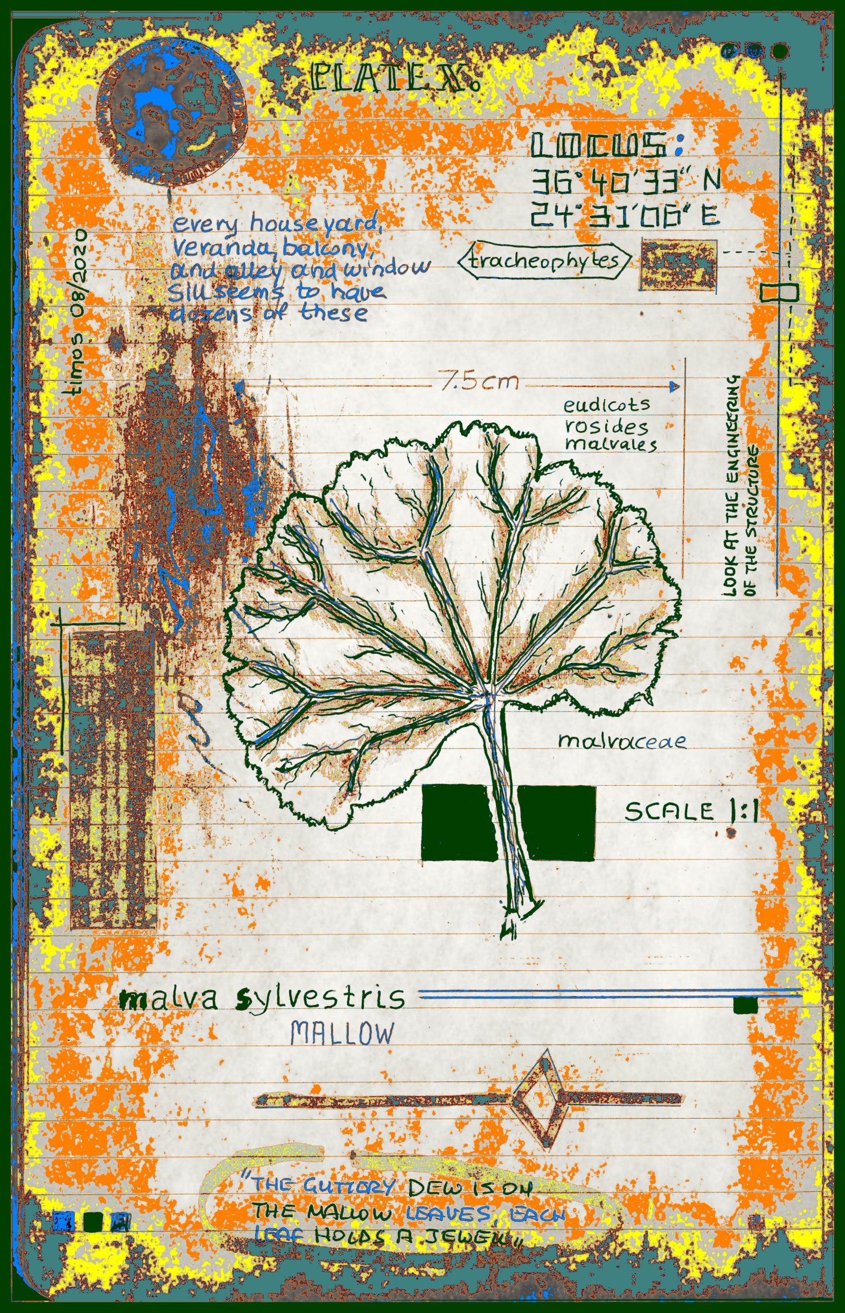 terrum temperatia botanus | cl.10