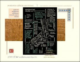 anatomia collecta sacrimous >> plate 08
