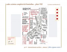 complexit de hominibus .. plate VIII