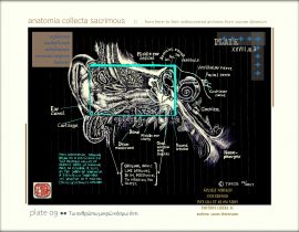 anatomia collecta sacrimous >> plate 09