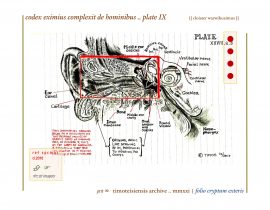 complexit de hominibus .. plate IX