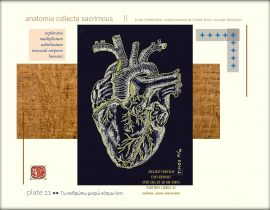 anatomia collecta sacrimous >> plate 11