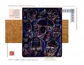 anatomia collecta sacrimous >> plate 13