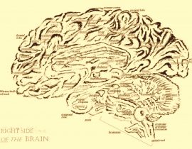 miraculi corporis humani – imprsn 03