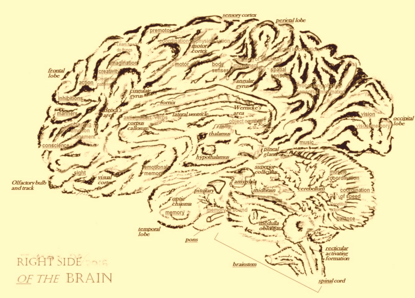 miraculi corporis humani – imprsn 03