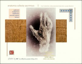 anatomia collecta sacrimous >> plate 15
