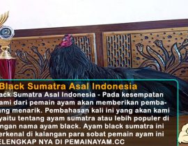 Ayam Black Sumatra Asal Indonesia