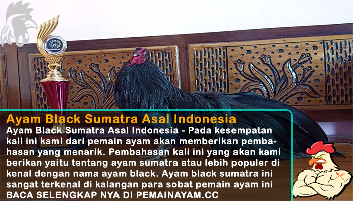 Ayam Black Sumatra Asal Indonesia