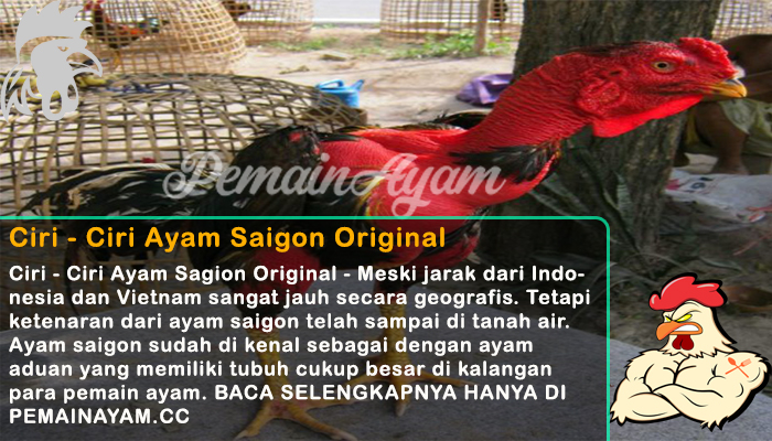 Ciri – Ciri Ayam Saigon Original