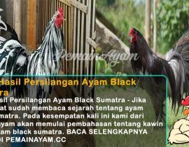 Jenis Hasil Persilangan Ayam Black Sumatra