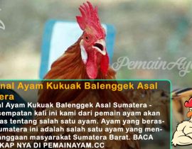 Mengenal Ayam Kukuak Balenggek Asal Sumatera