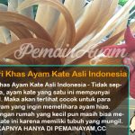 Mengenal Ciri Khas Ayam Kate Asli Indonesia
