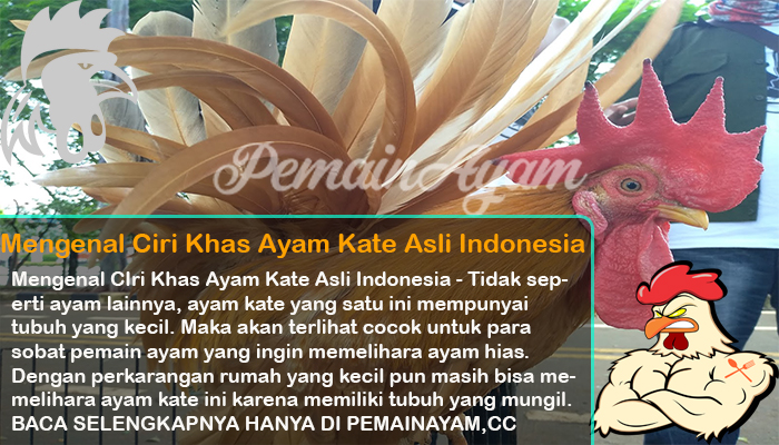 Mengenal Ciri Khas Ayam Kate Asli Indonesia