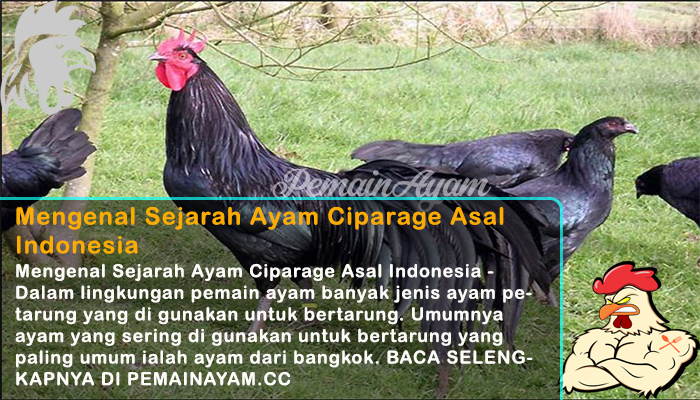 Mengenal Sejarah Ayam Ciparage Asal Indonesia