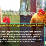 Perbedaan Ayam Kate Original Dengan Ayam Kate Serama