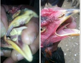 Penyebab serta Cara Menyembuhkan Sariawan Pada Ayam Bangkok