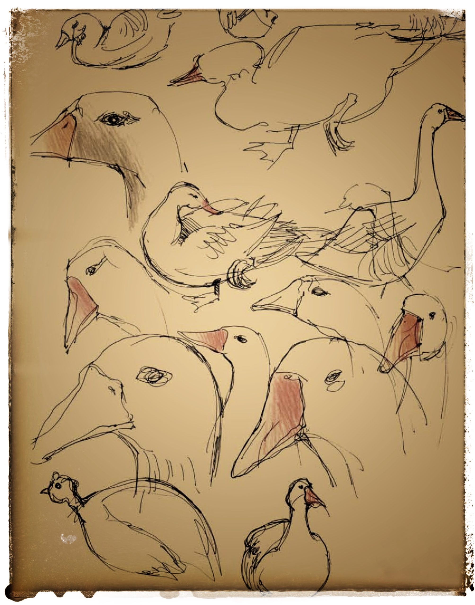 study / ducks