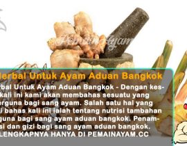 Jamu Herbal Untuk Ayam Aduan Bangkok