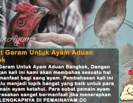 Manfaat Garam Untuk Ayam Aduan Bangkok