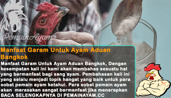 Manfaat Garam Untuk Ayam Aduan Bangkok