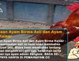 Perbedaan Ayam Birma Asli dan Ayam Birma Kaisar