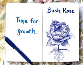 Bush rose