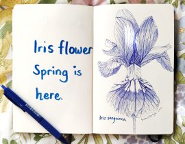 Iris flower