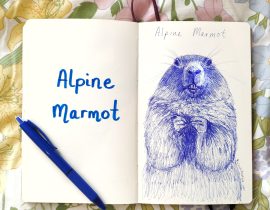 Alpine Marmot