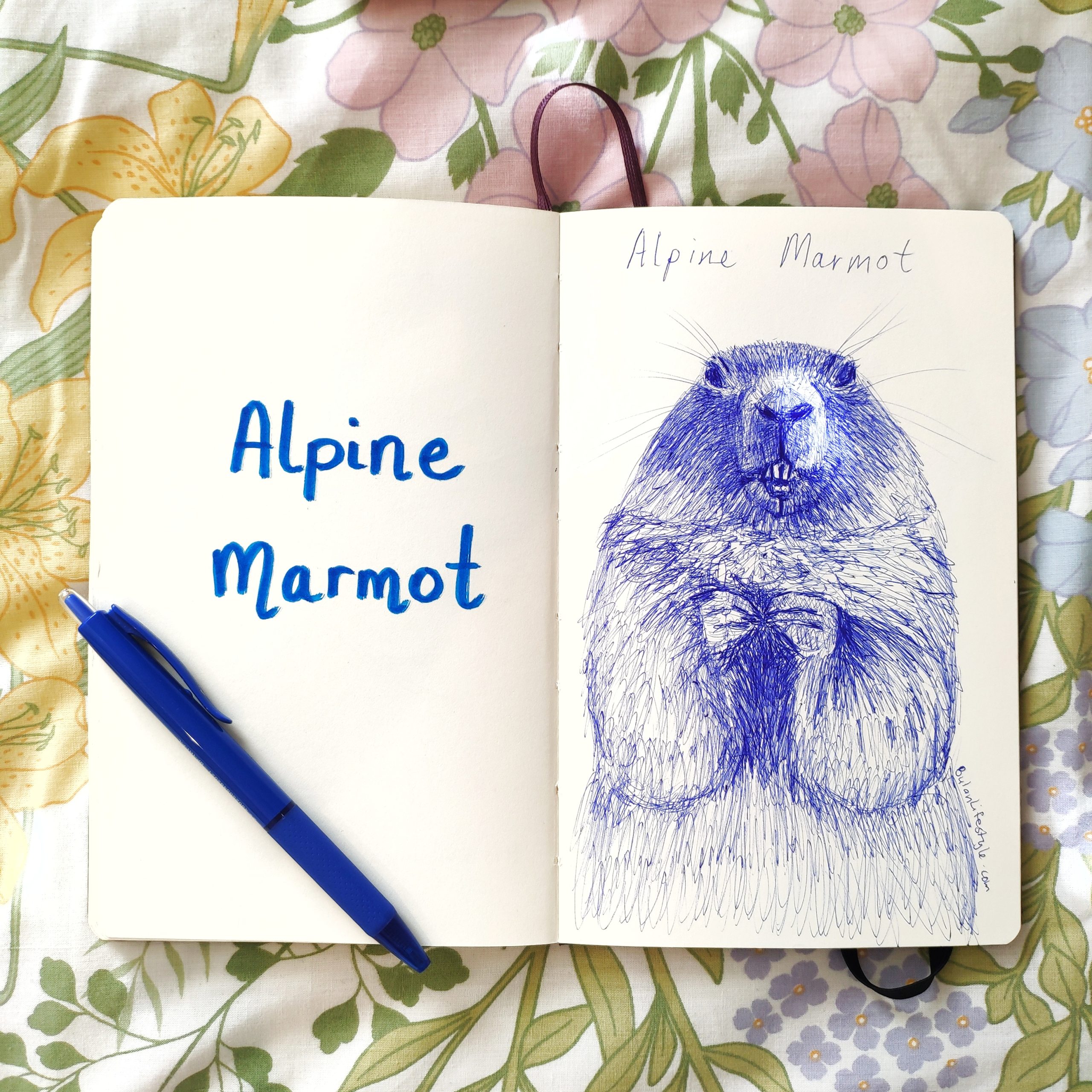 Alpine Marmot