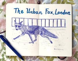 Urban fox