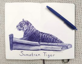 Sumatran tiger