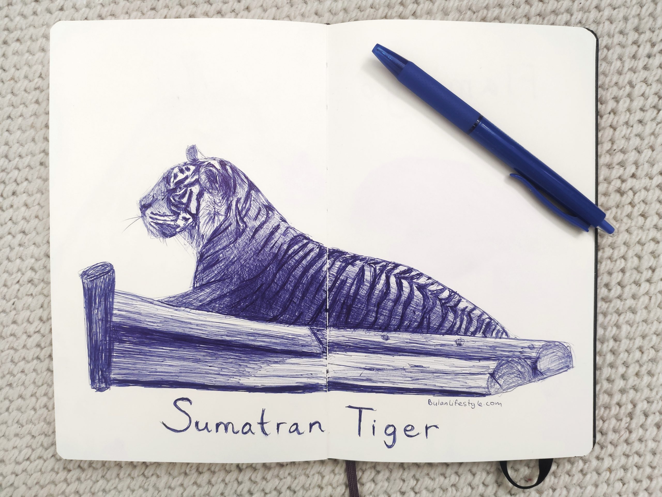 Sumatran tiger