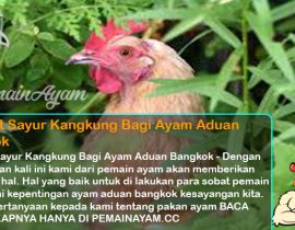 Manfaat Sayur Kangkung Bagi Ayam Aduan Bangkok