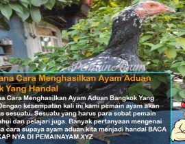 Bagaimana Cara Menghasilkan Ayam Aduan Bangkok Yang Handal