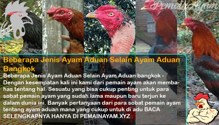 Beberapa Jenis Ayam Aduan Selain Ayam Aduan Bangkok