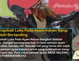Cara Mengobati Luka Pada Ayam Aduan Bangkok Setelah Bertanding