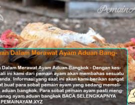 Kesalahan Dalam Merawat Ayam Aduan Bangkok