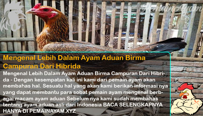 Mengenal Lebih Dalam Ayam Aduan Birma Campuran Dari Hibrida