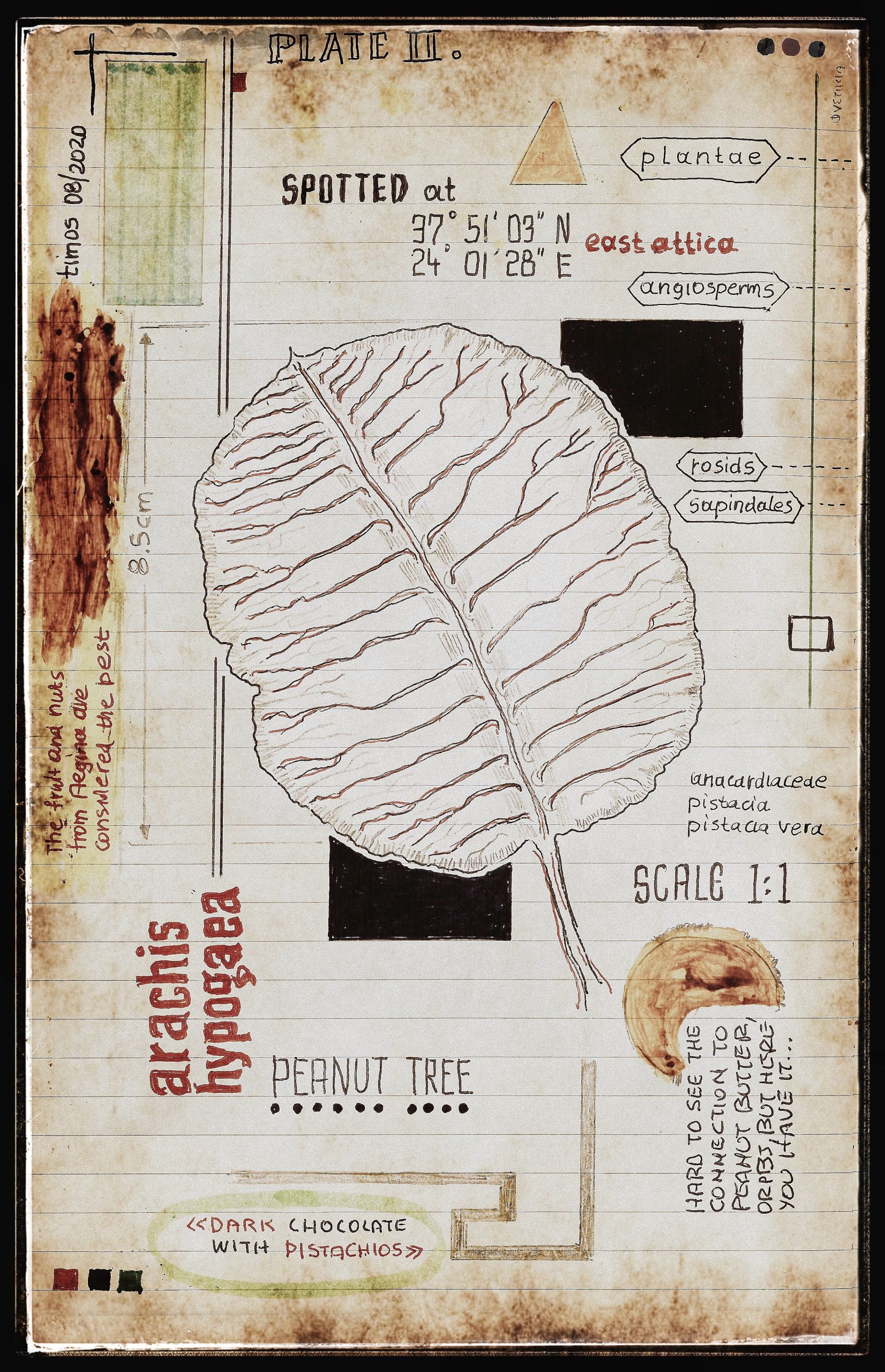the random leaf collector – plate 02