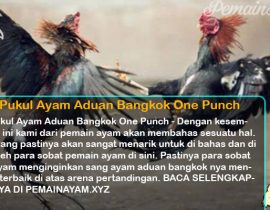 Teknik Pukul Ayam Aduan Bangkok One Punch
