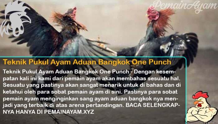 Teknik Pukul Ayam Aduan Bangkok One Punch